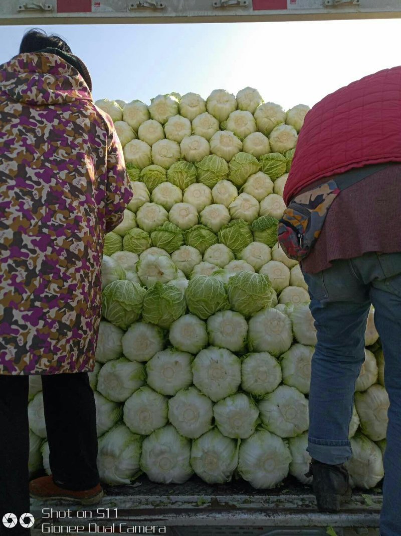 河北定州黄心白菜大量上市