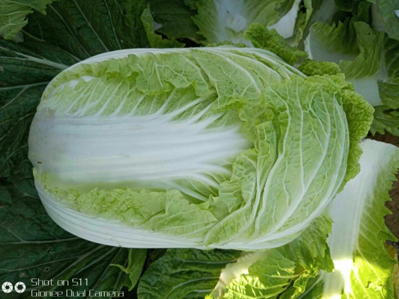 河北定州黄心白菜大量上市
