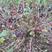 灯笼果苗双丰苗木秋季大量出售浆果苗木:有红树莓苗(品种有