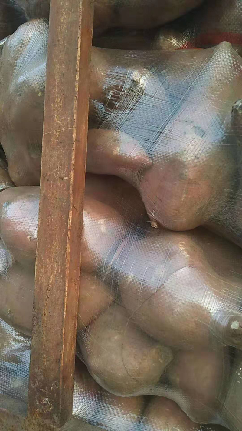 【亏本冲量】精品红薯龙薯九大头大块完美，加工厂果脯大头