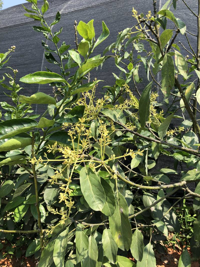 牛油果树苗四季结果品种杯苗发货品种好