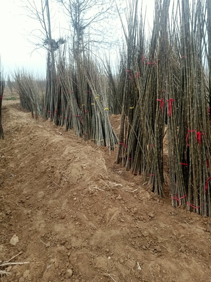 楸树1到25公分基地直供拍装车视频