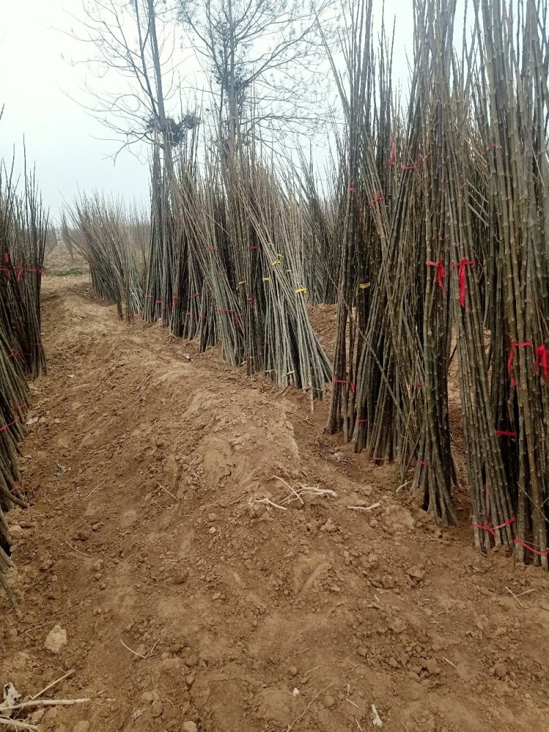 楸树1到25公分基地直供拍装车视频