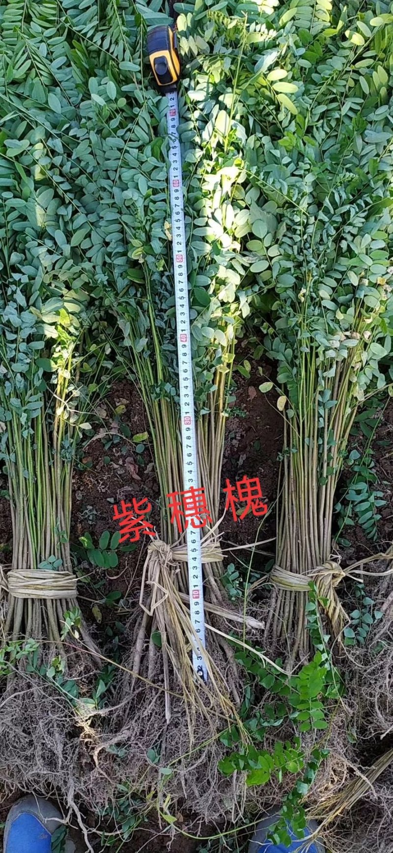 紫穗槐（油条）地经0.3起步道路护坡放风护沙产地直销