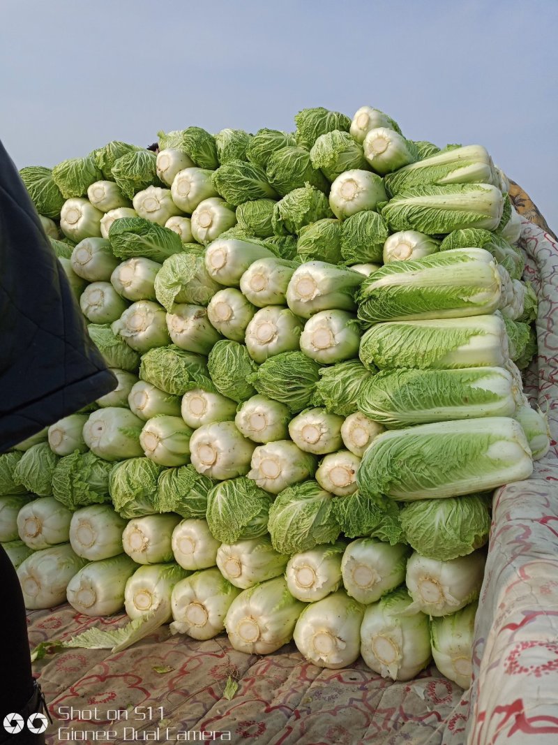 大量供应北京新三号白菜