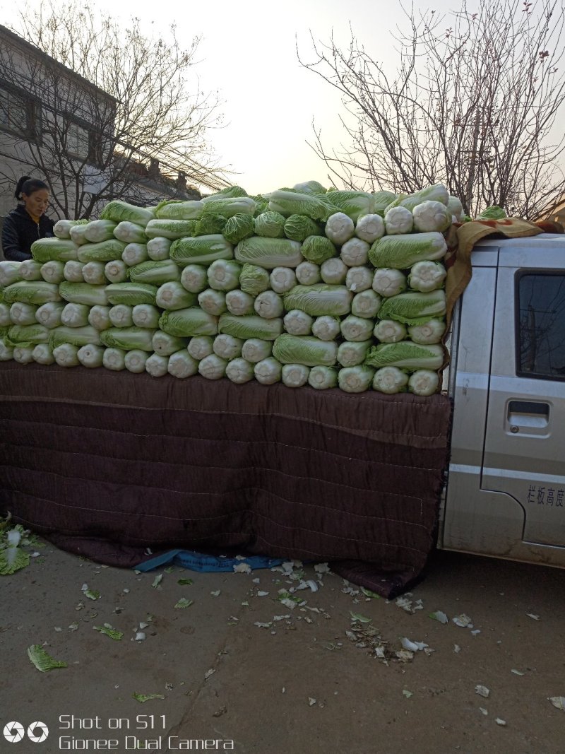 大量供应北京新三号白菜