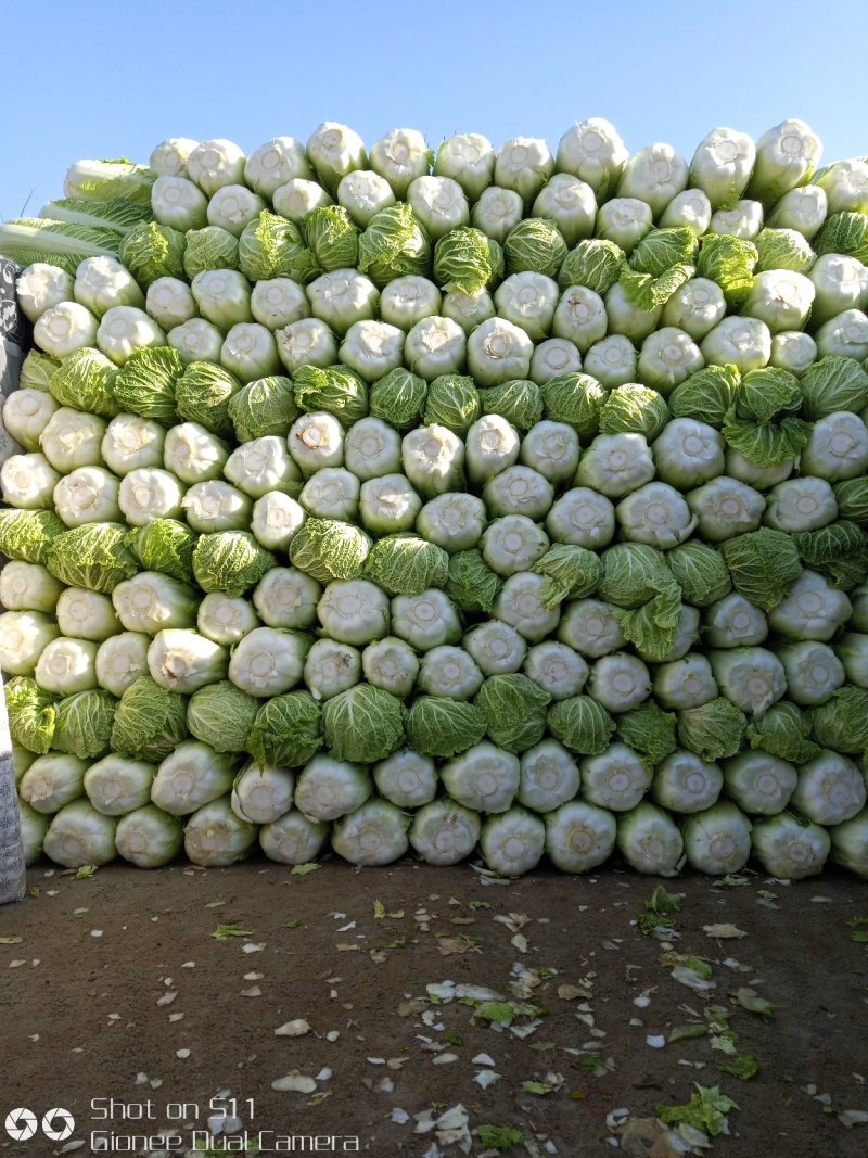 大量供应北京新三号白菜