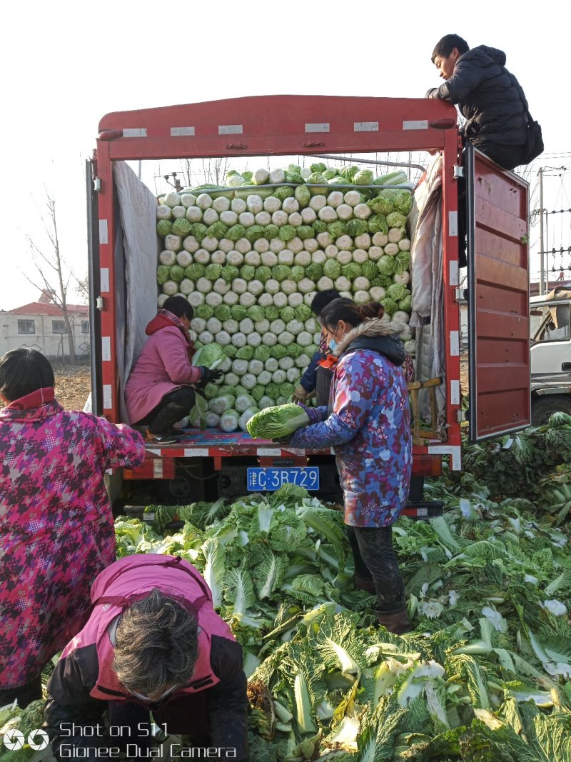 大量供应北京新三号白菜