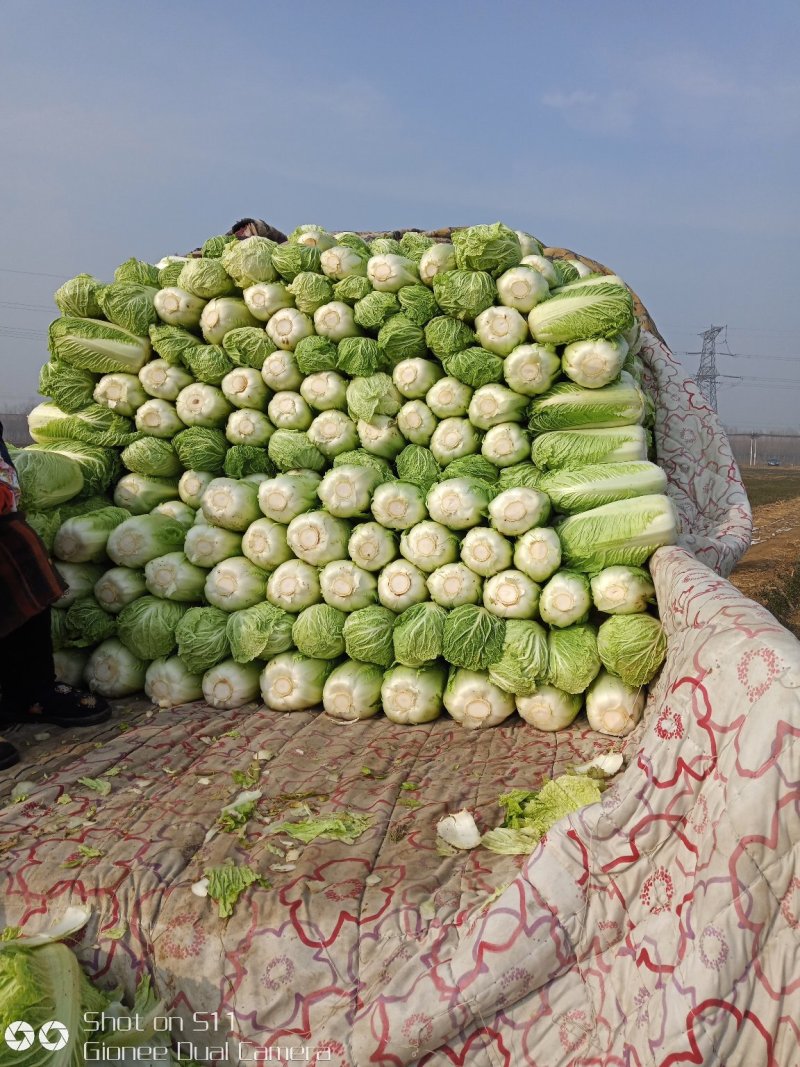 大量供应北京新三号白菜