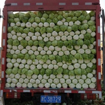 大量供应北京新三号白菜