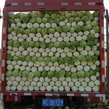 大量供应北京新三号白菜