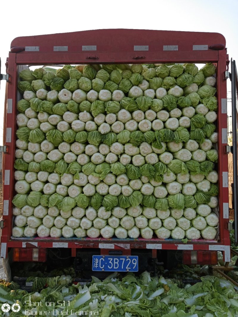 大量供应北京新三号白菜