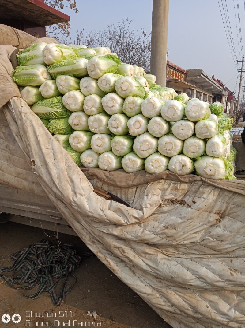 大量供应北京新三号白菜