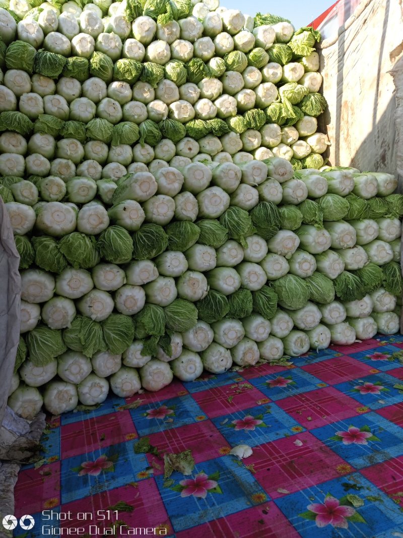 大量供应北京新三号白菜