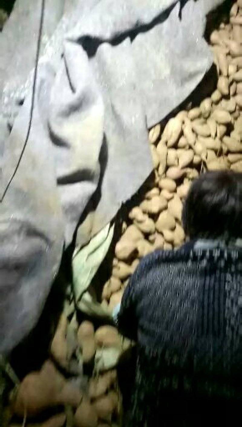 烟薯25产地批发市场，大量货源山东红薯货源充足