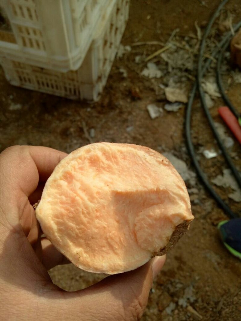 烟薯25产地批发市场，大量货源山东红薯货源充足