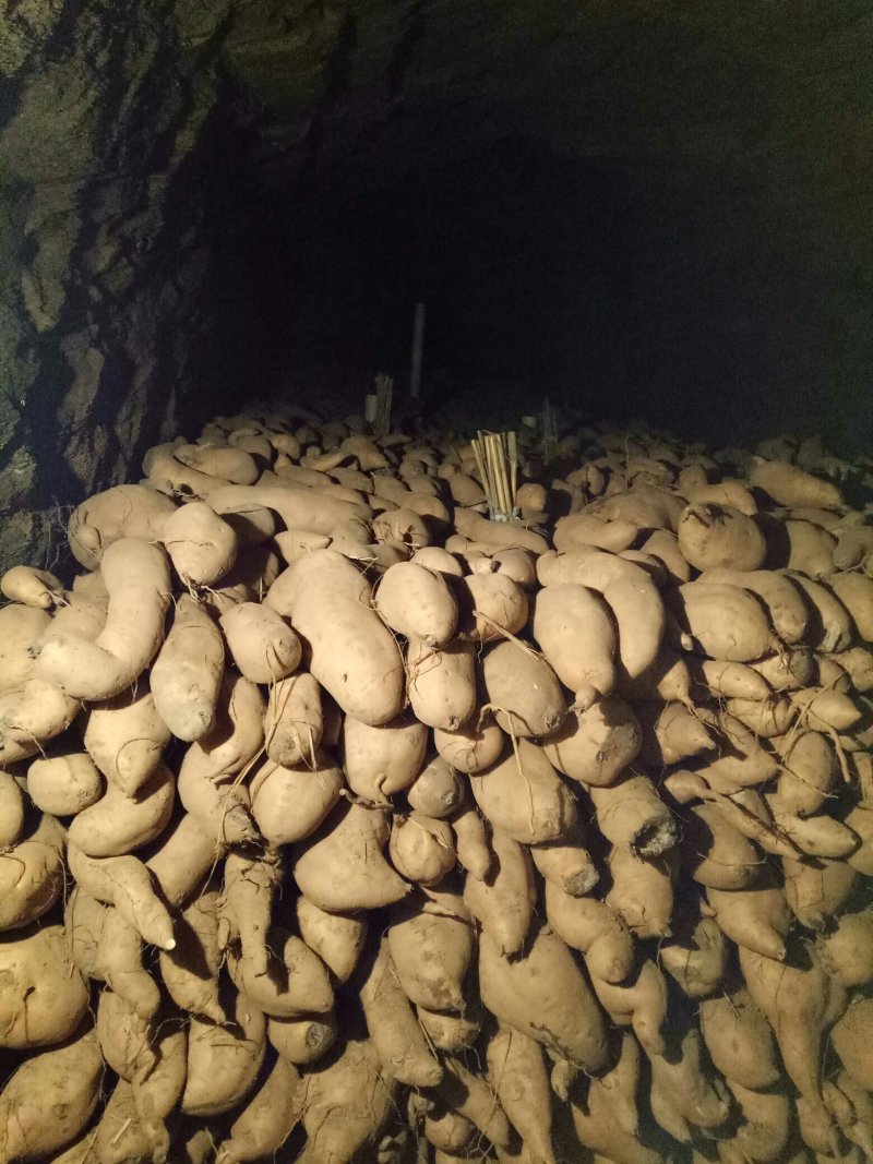 烟薯25产地批发市场，大量货源山东红薯货源充足