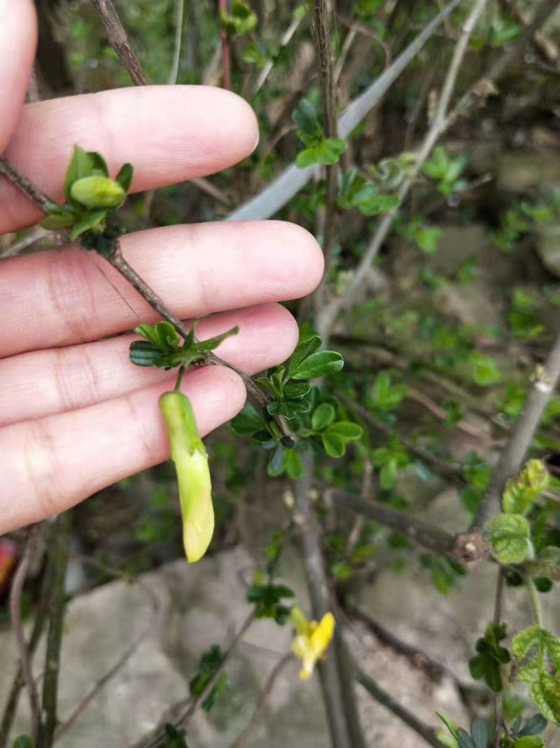 【有好货】食用金雀花盆景金雀花苗基地直销保证品种