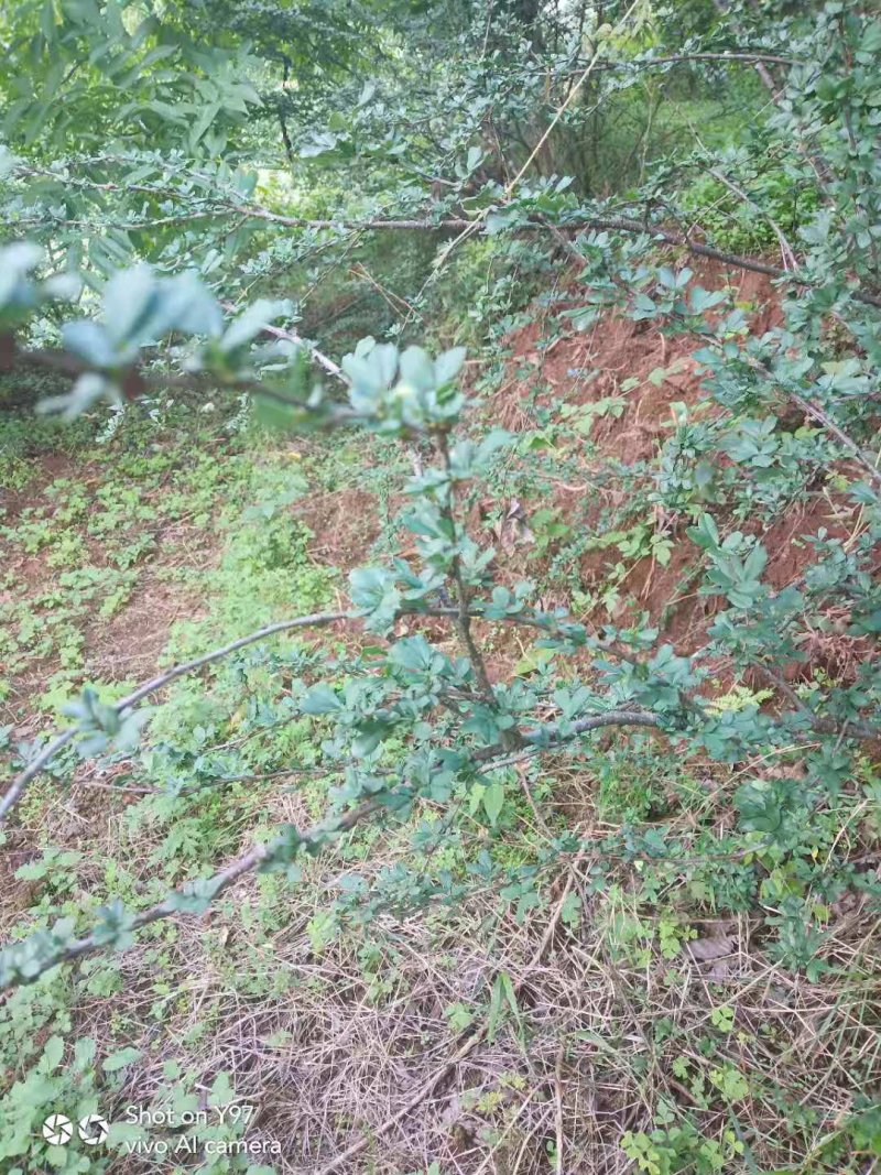 【有好货】食用金雀花盆景金雀花苗基地直销保证品种