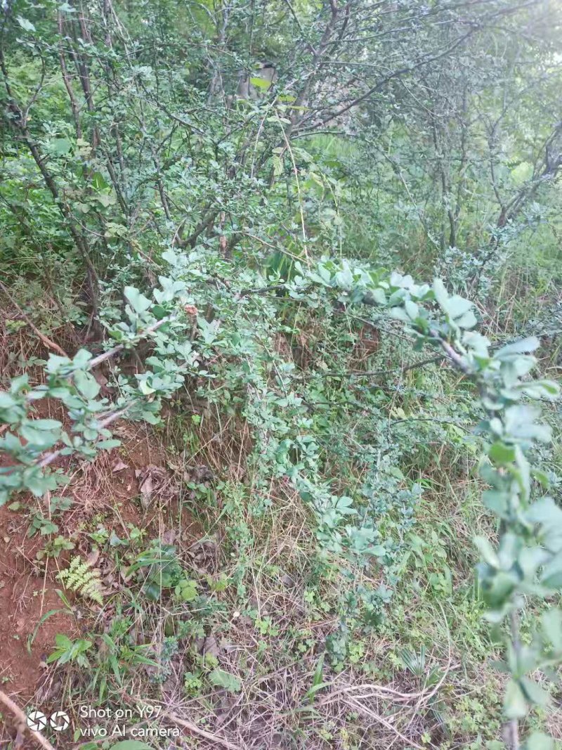 【有好货】食用金雀花盆景金雀花苗基地直销保证品种
