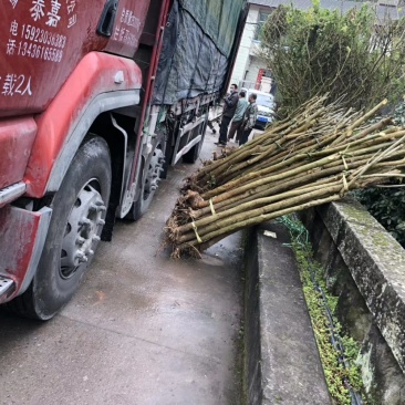刺桐大量供应刺桐等各种绿化苗木，欢迎来电咨询
