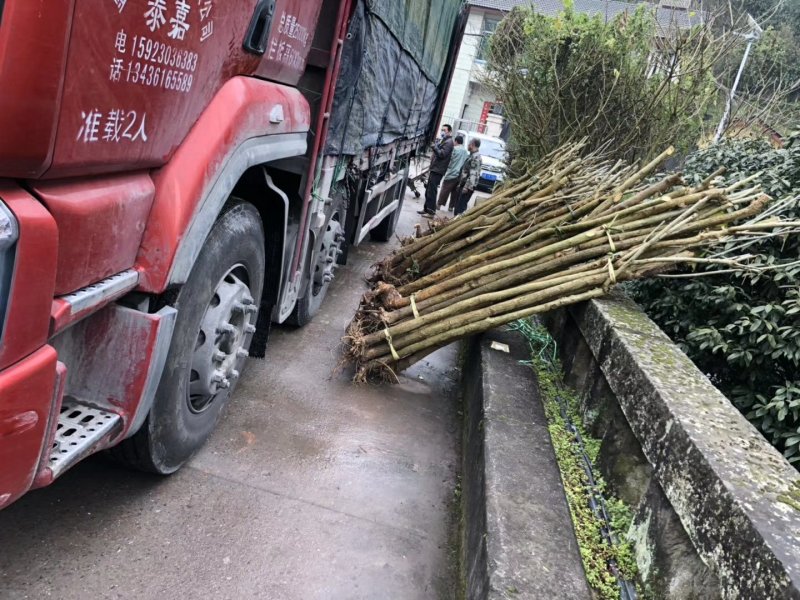 刺桐大量供应刺桐等各种绿化苗木，欢迎来电咨询