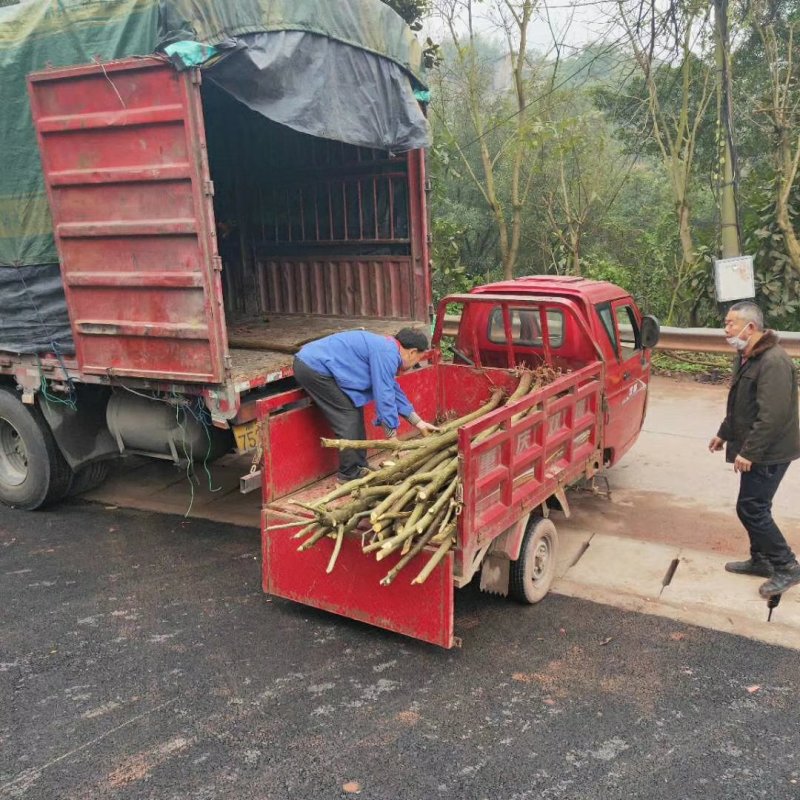 刺桐大量供应刺桐等各种绿化苗木，欢迎来电咨询