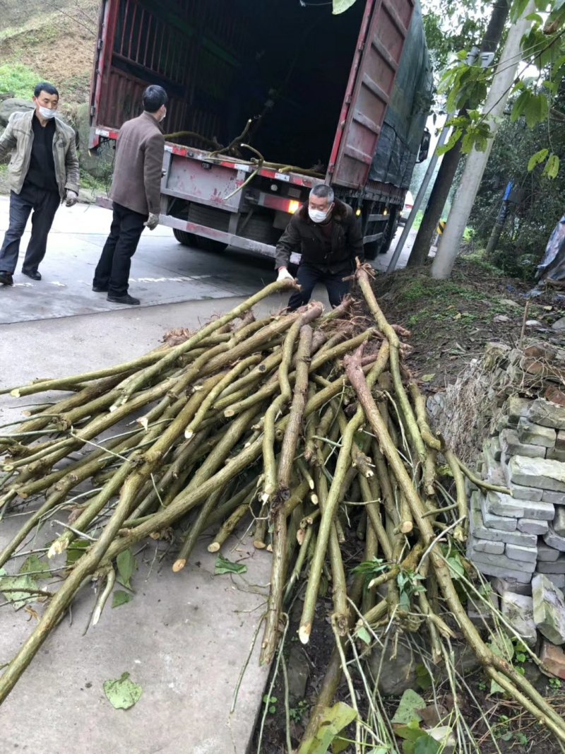 刺桐大量供应刺桐等各种绿化苗木，欢迎来电咨询