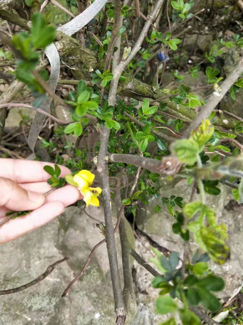 【有好货】食用金雀花盆景金雀花苗基地直销保证品种