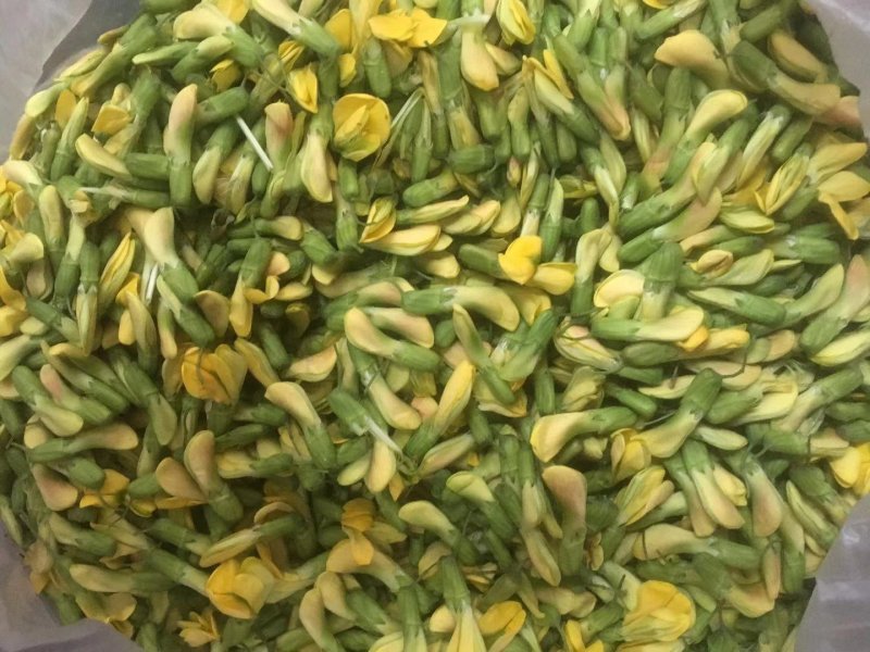 【有好货】食用金雀花盆景金雀花苗基地直销保证品种