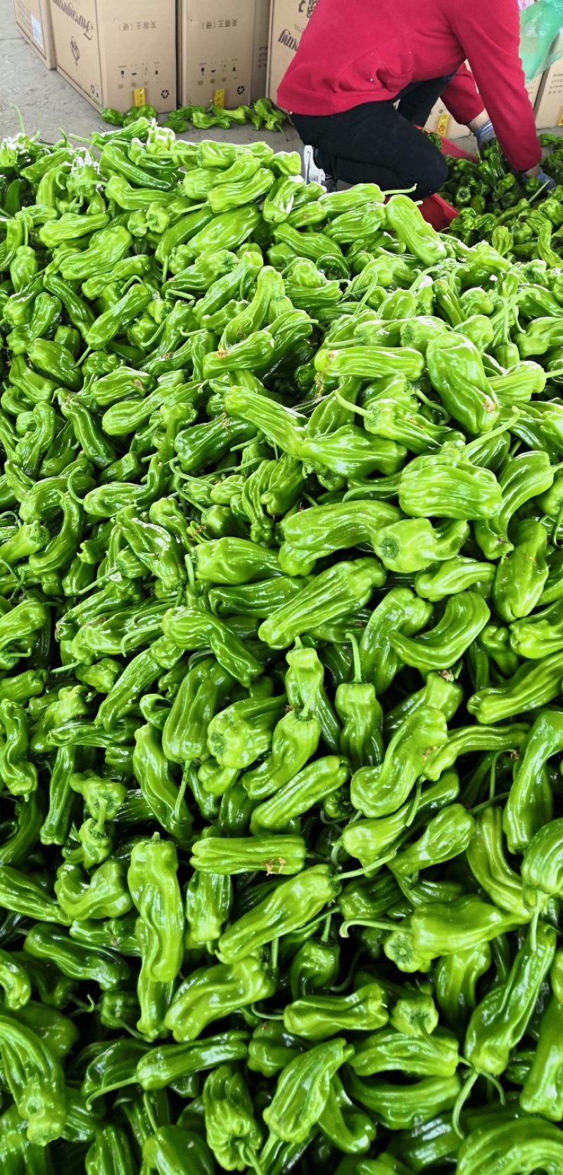 【荐】薄皮椒芜湖椒，鲜辣椒大量上市现货供应产地发货一条龙服务