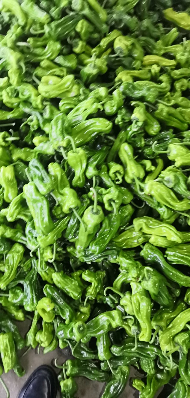 【荐】薄皮椒芜湖椒，鲜辣椒大量上市现货供应产地发货一条龙服务