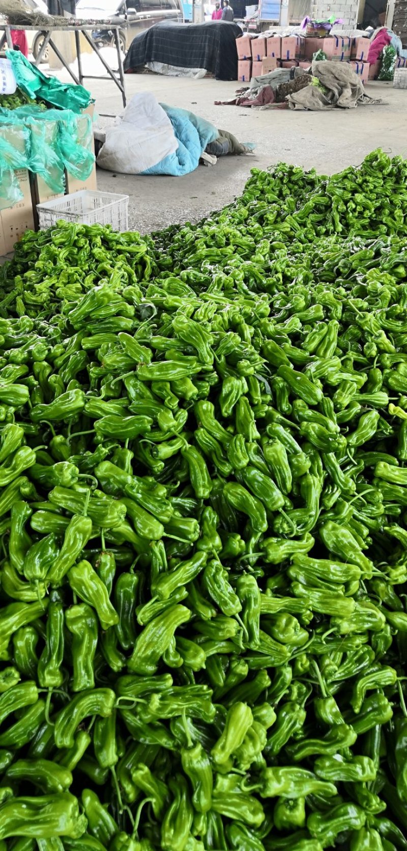 【荐】薄皮椒芜湖椒，鲜辣椒大量上市现货供应产地发货一条龙服务