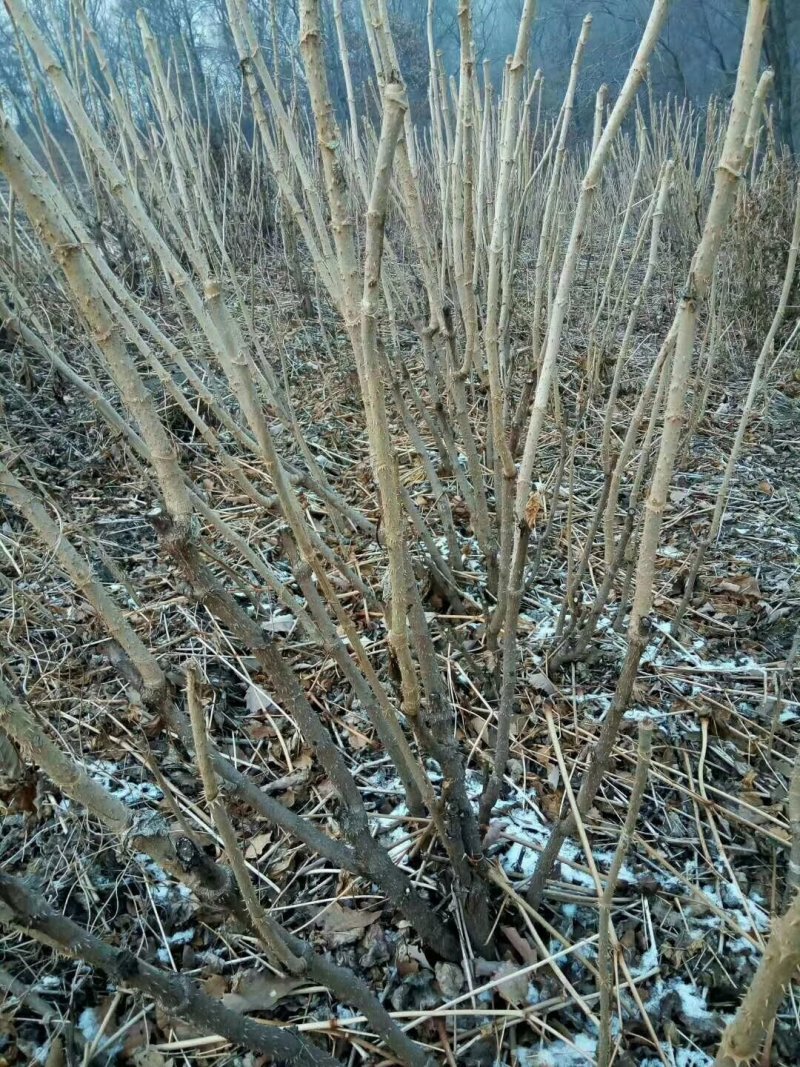 出售刺嫩芽当年苗产地辽宁