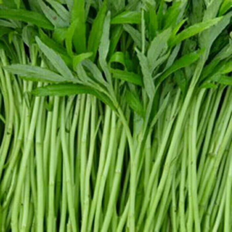蔬菜芦蒿