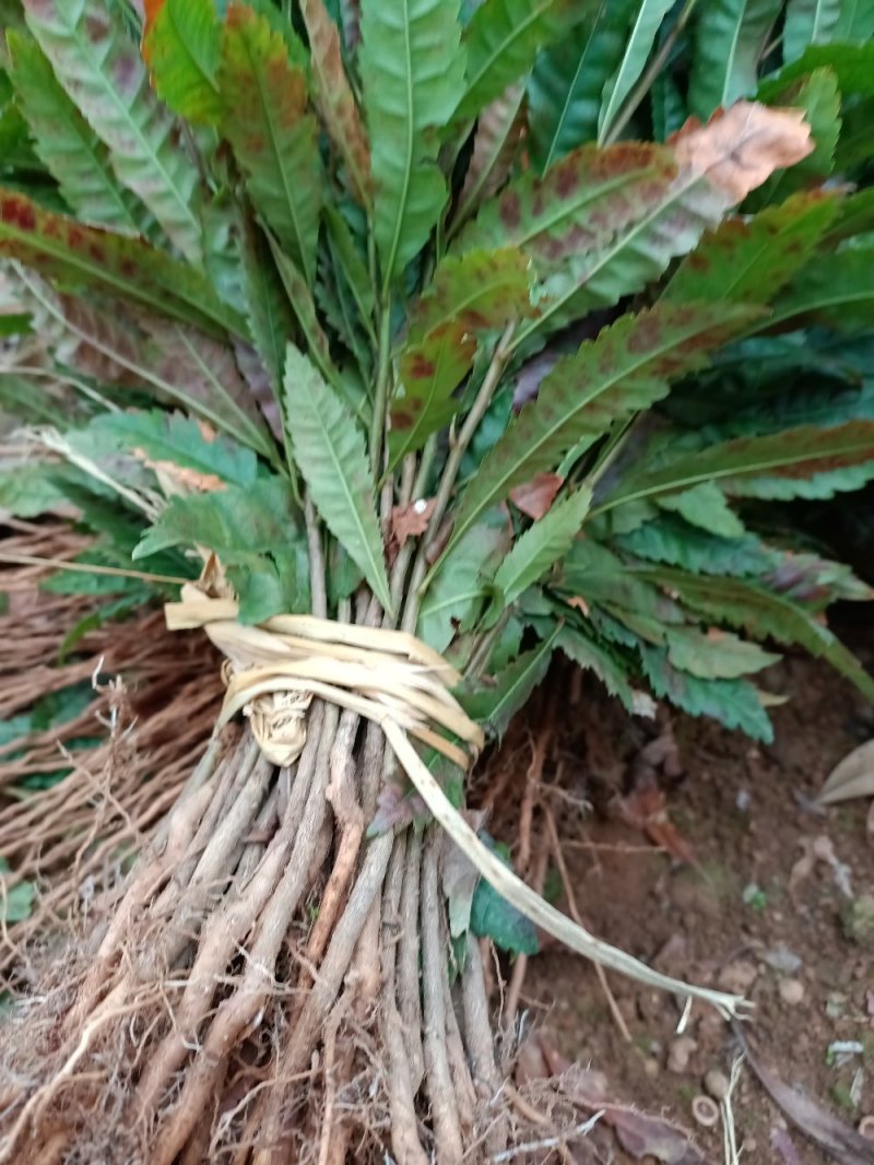 场地大量供应杨梅苗杨梅小苗杨梅芽苗