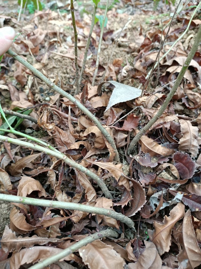 场地大量供应杨梅苗杨梅小苗杨梅芽苗