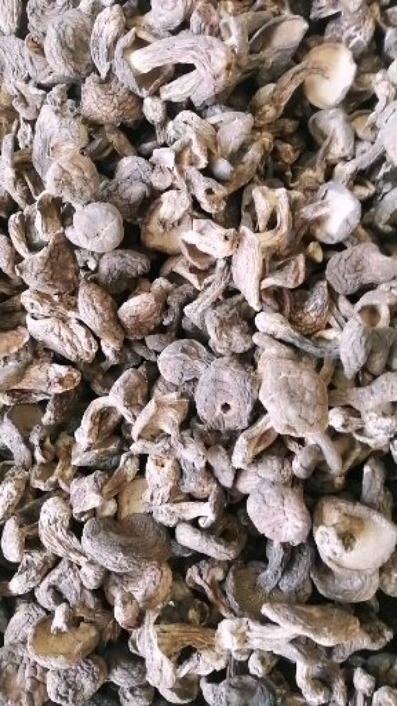 黑虎掌小虎掌菌黑虎掌丁菇