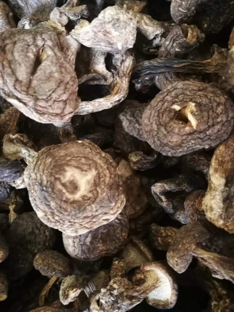 黑虎掌小虎掌菌黑虎掌丁菇