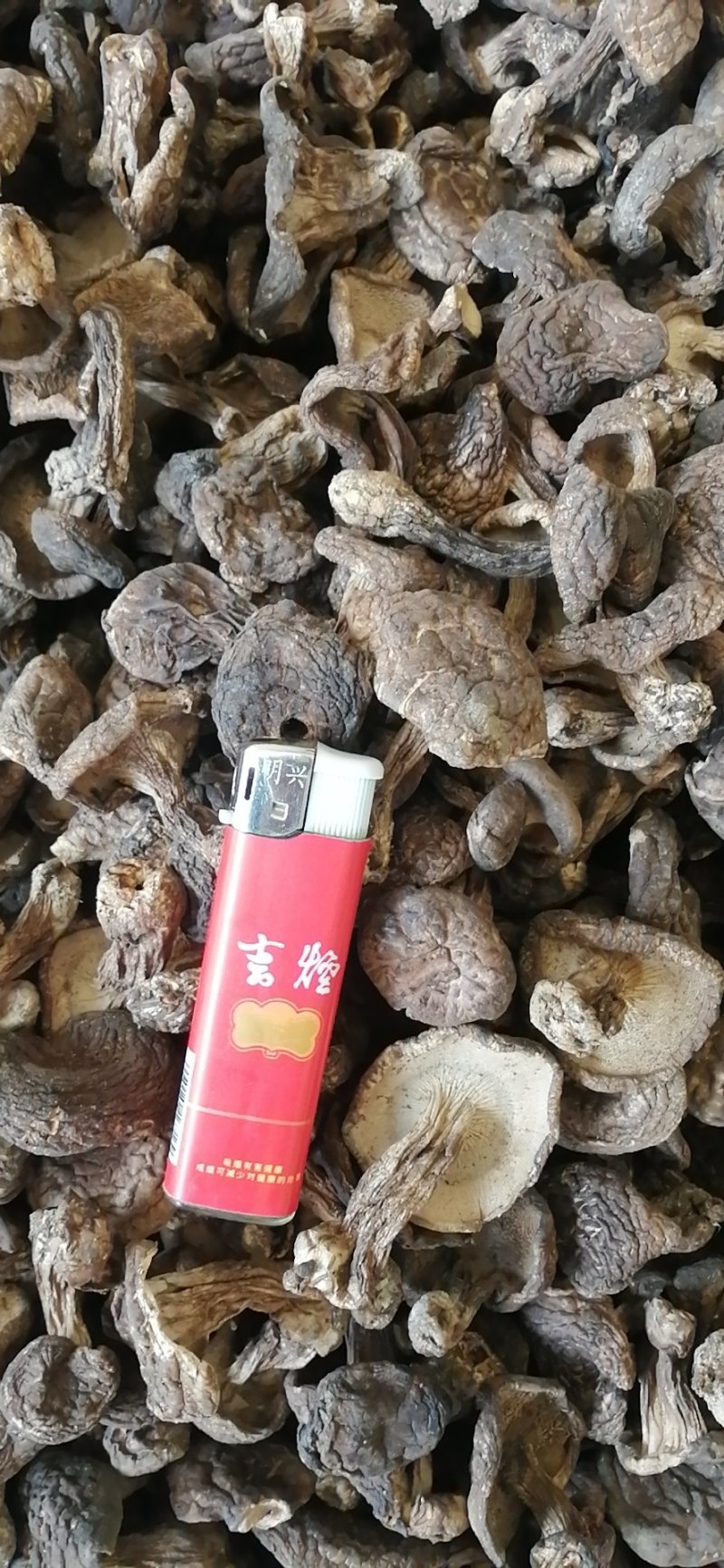 黑虎掌小虎掌菌黑虎掌丁菇