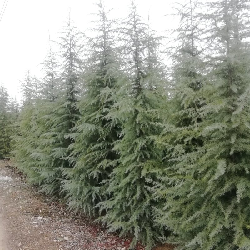 雪松基地直供3米雪松价格雪松基地雪松海量供应
