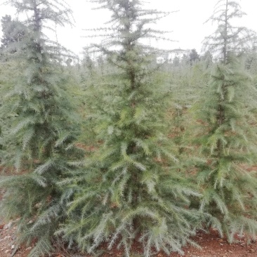 定植入圃雪松批发1-2米雪松价格雪松基地