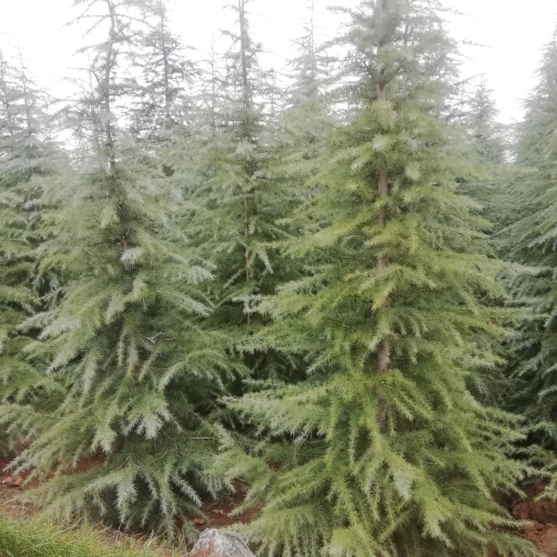 定植入圃雪松批发1-2米雪松价格雪松基地
