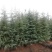 定植入圃雪松批发1-2米雪松价格雪松基地