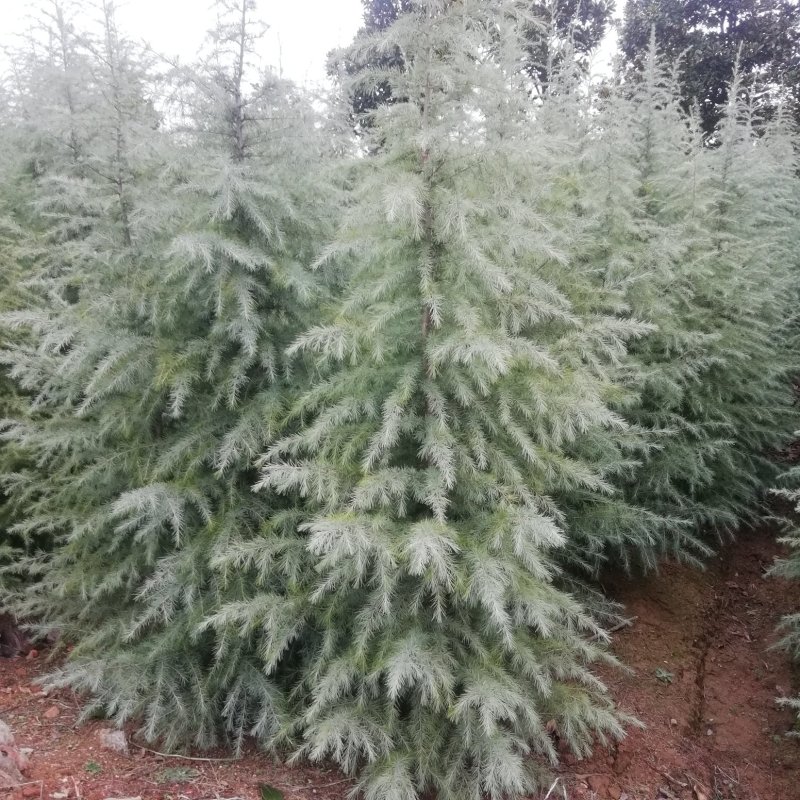 定植入圃雪松批发1-2米雪松价格雪松基地