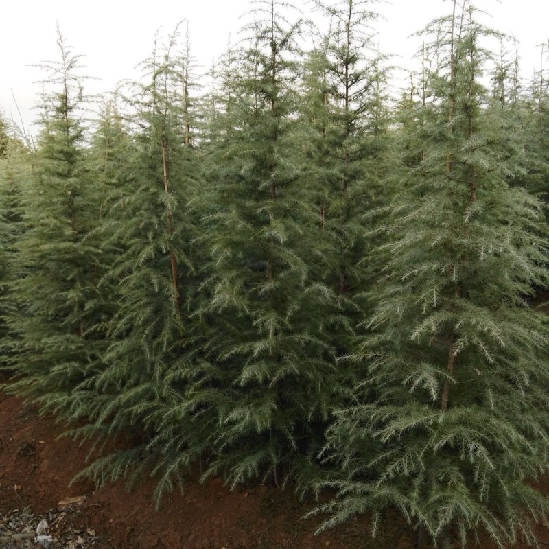 定植入圃雪松批发1-2米雪松价格雪松基地