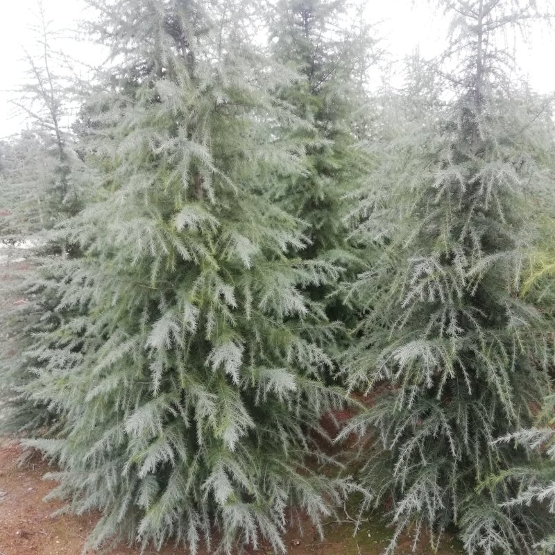 定植入圃雪松批发1-2米雪松价格雪松基地