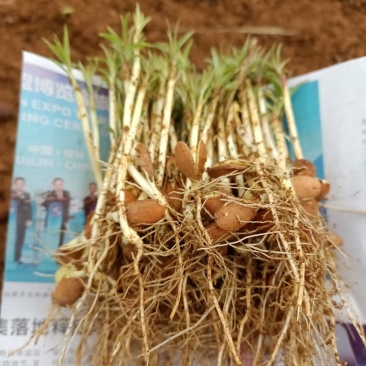 场地大量供应桃苗毛桃芽苗毛桃小苗包邮价‘