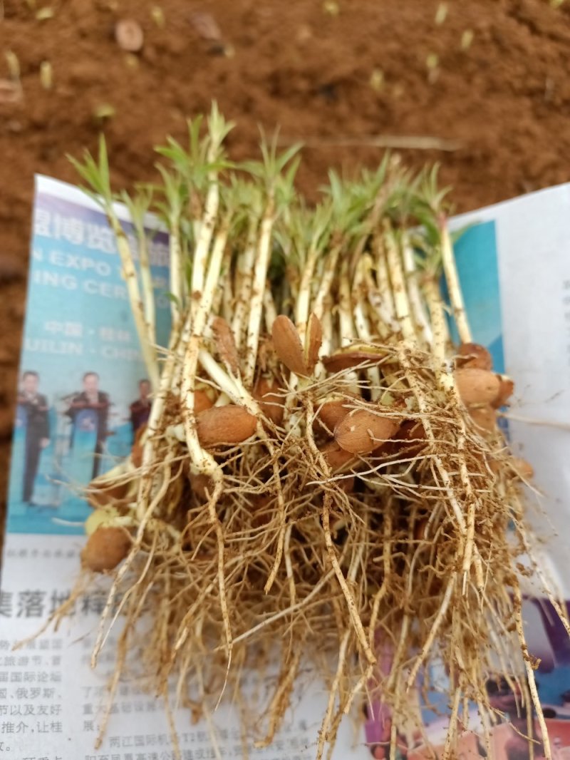 场地大量供应桃苗毛桃芽苗毛桃小苗包邮价‘