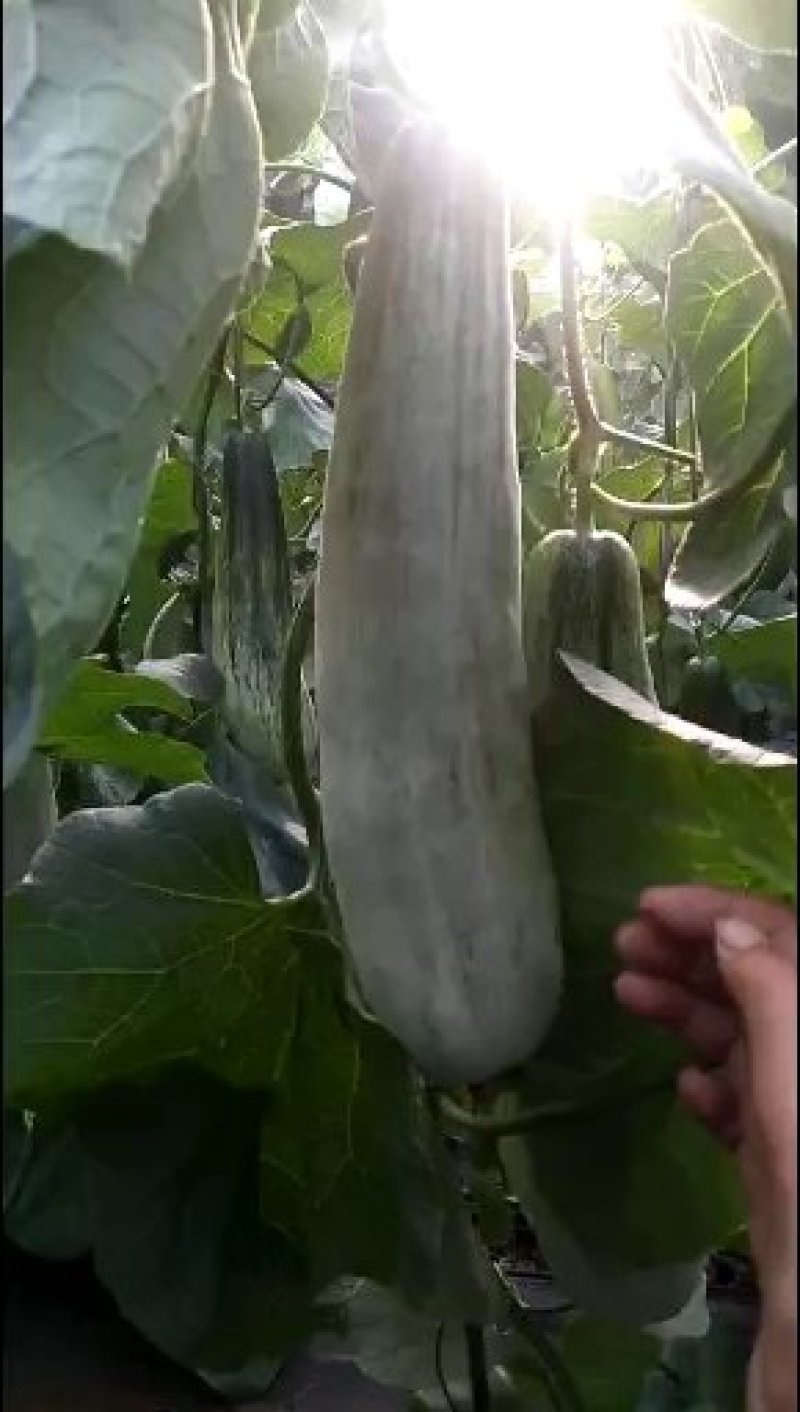 羊角蜜甜瓜脆甜可口，产地直销，货源充足